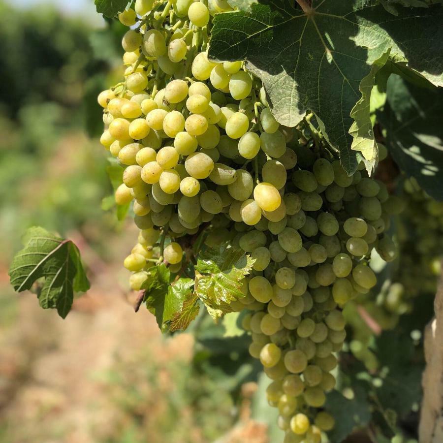 فندق Areni Wine Cellar المظهر الخارجي الصورة